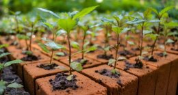 reforestación indoor